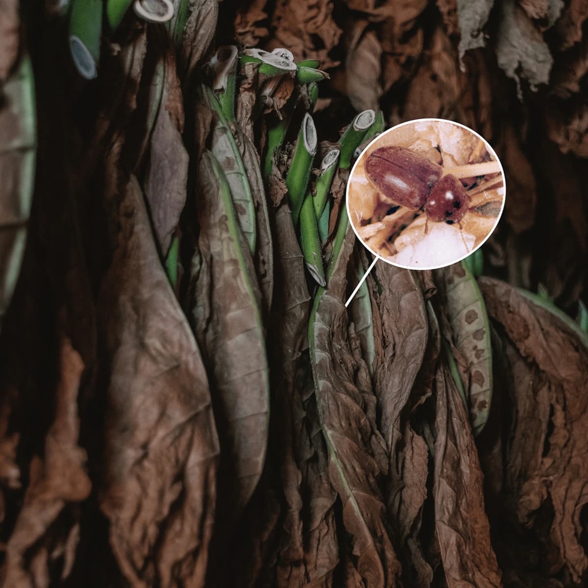 a close up of a beetle on tobacco leaves