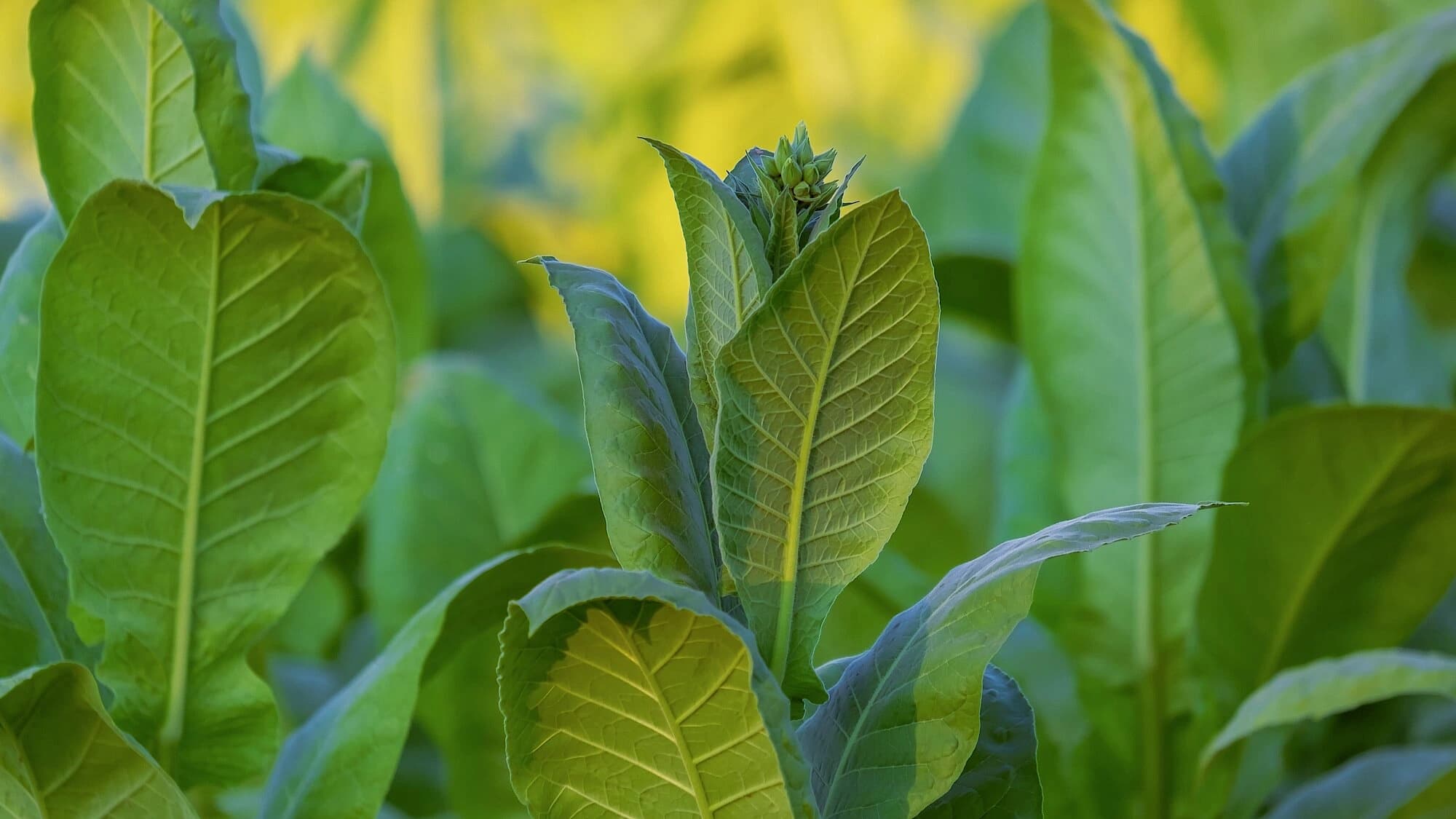 tobacco leaves