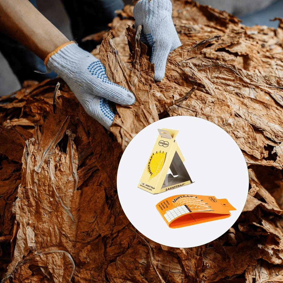 a person handling tobacco leaves