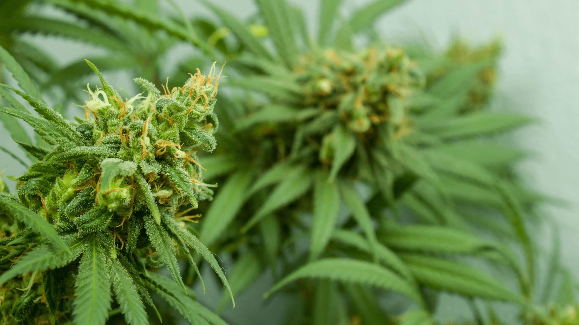 close up of hemp flower