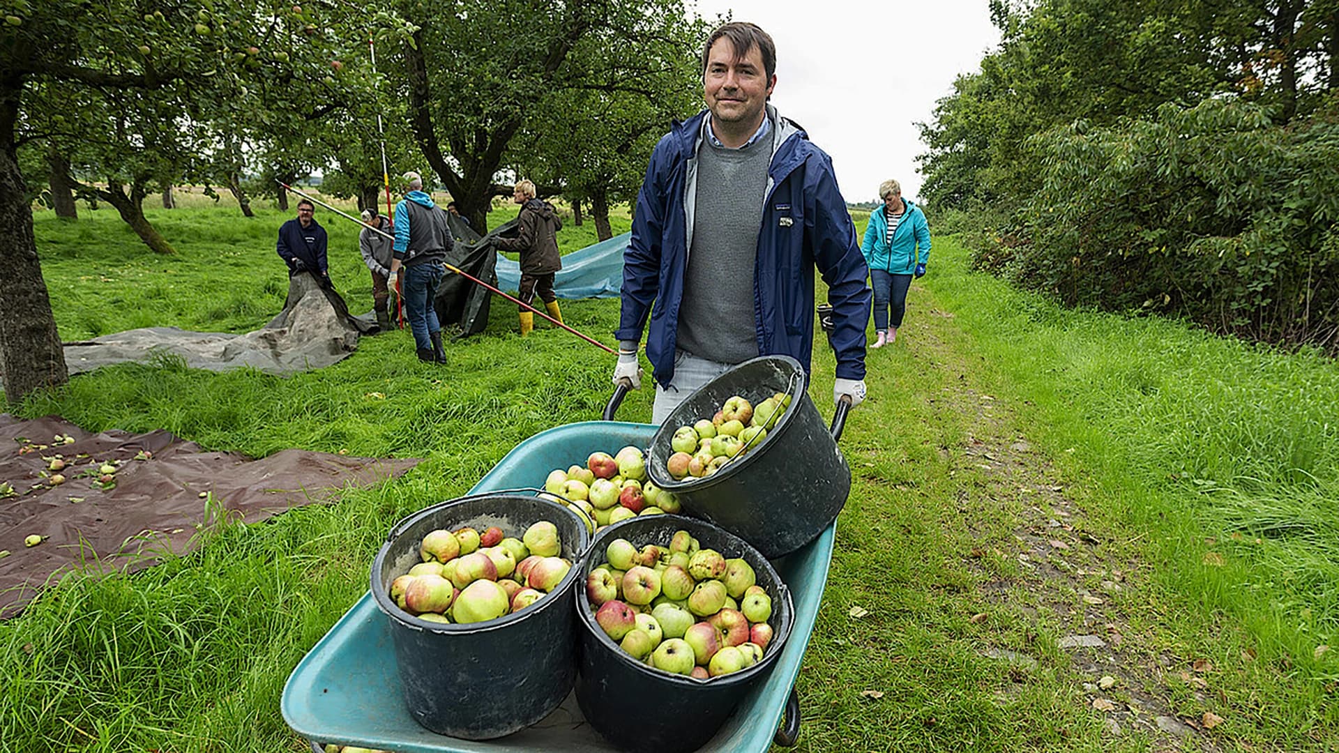 Farm workers picking apples.