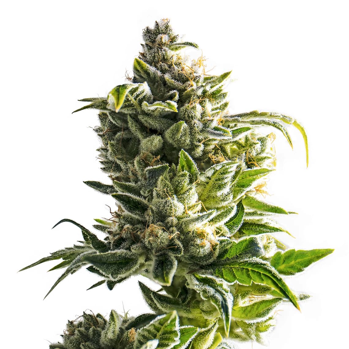 hemp flower