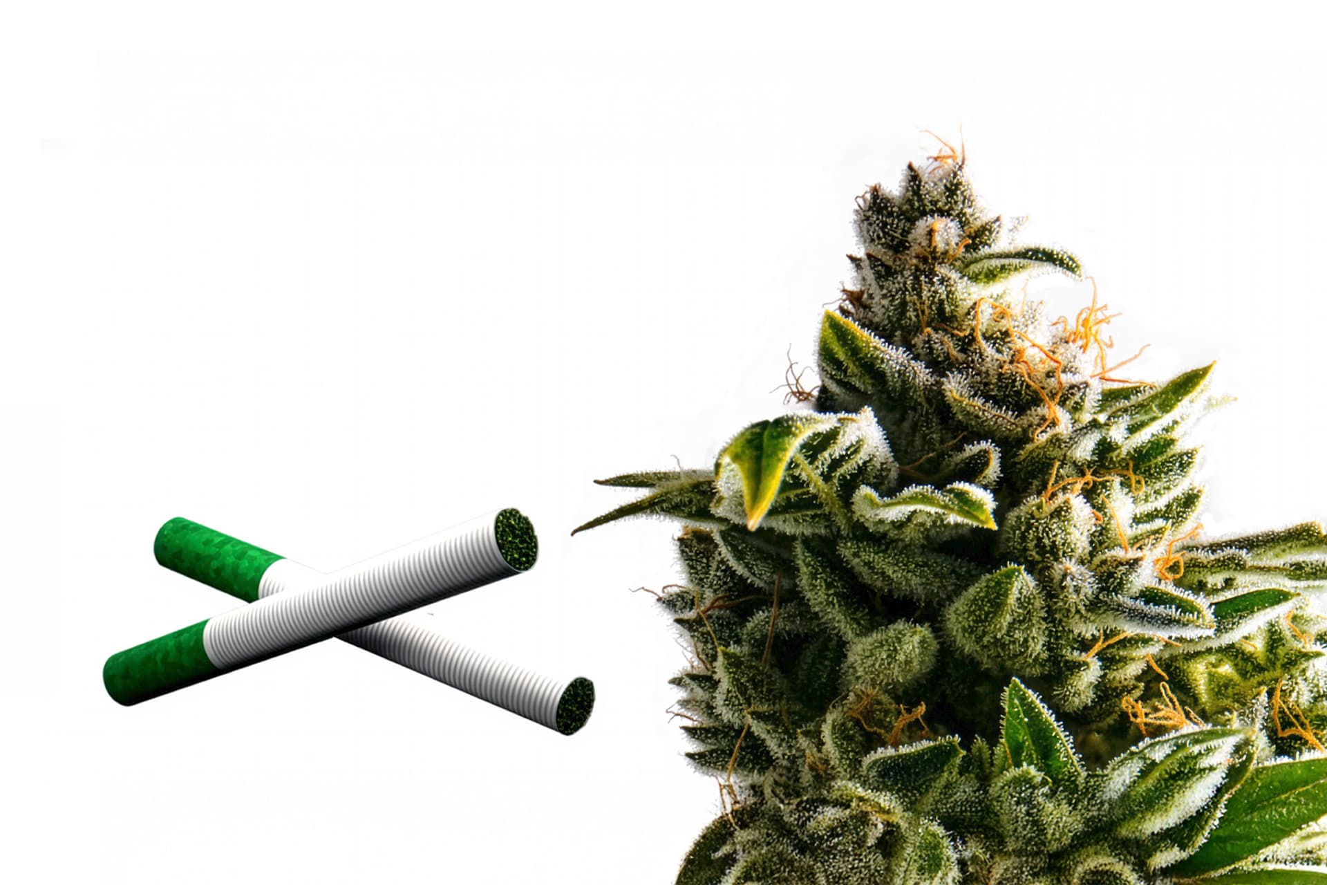 Hemp and cannabis manufacturing