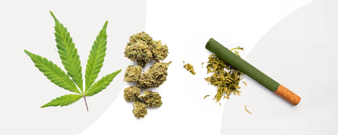 A close-up of cannabis and a cigarette positioned next to each other