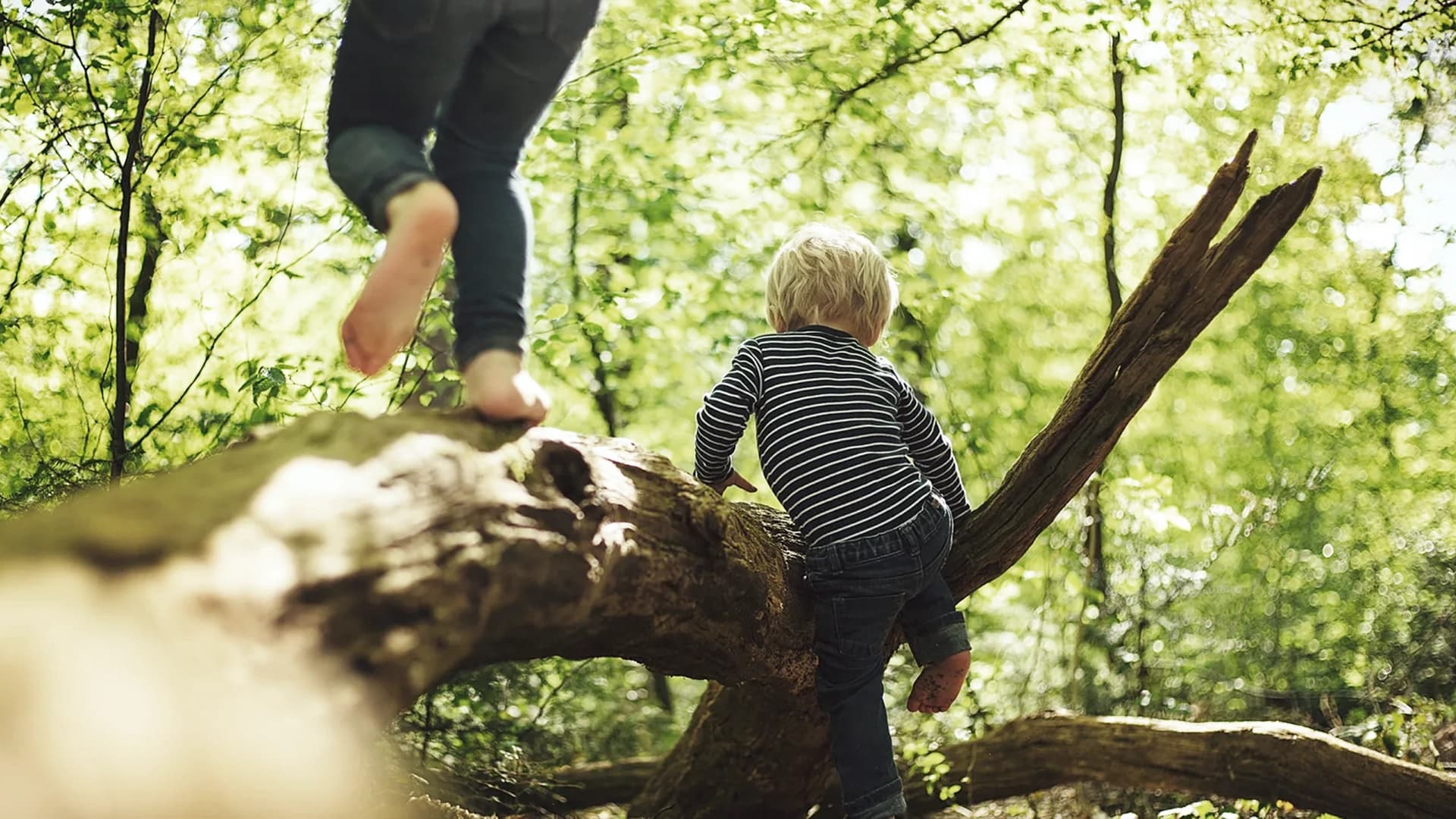 Young children climbing a tree barefoot in a sunlit forest, symbolizing connection with nature.